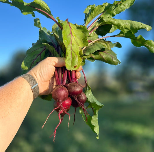 Beetroot - Red