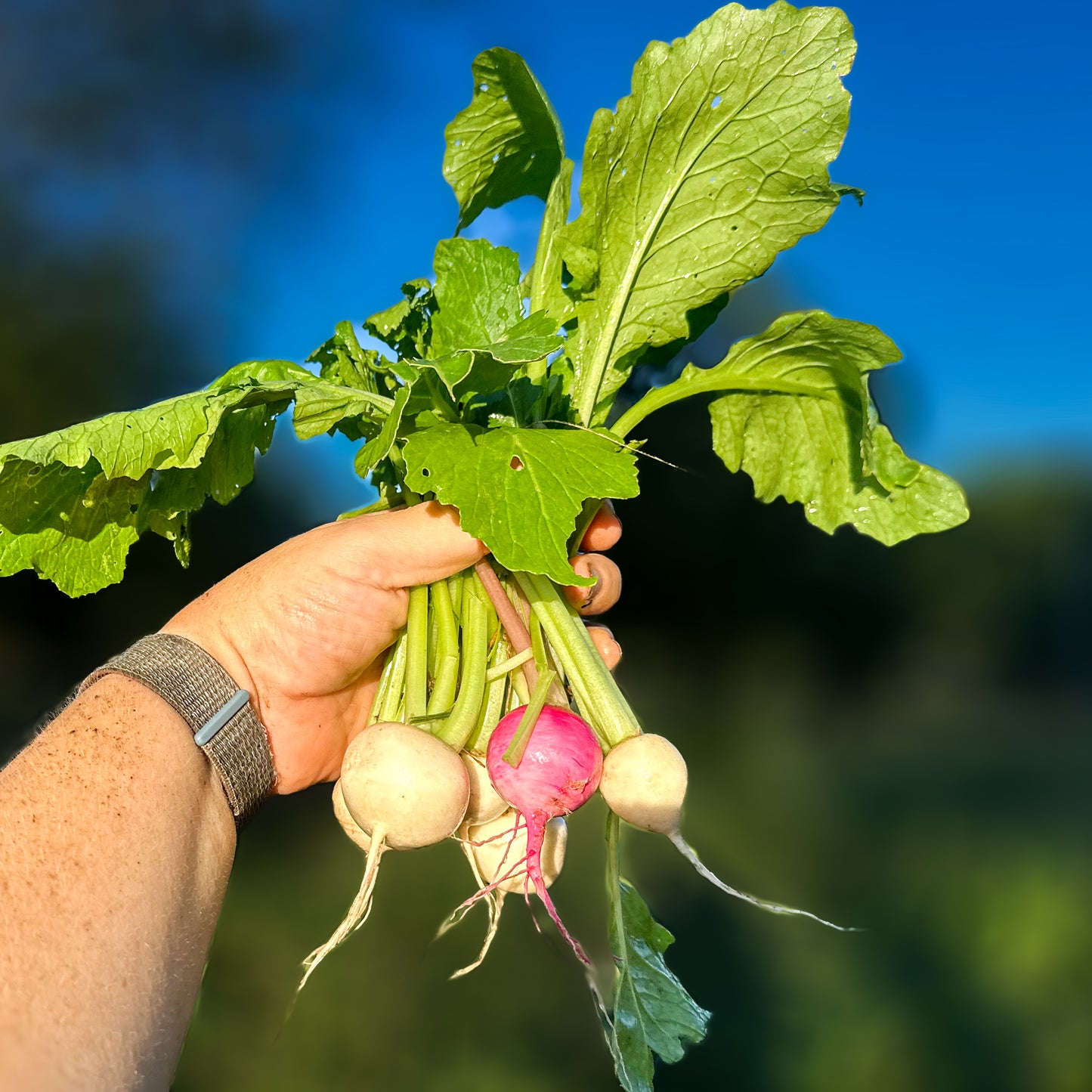 Hakurei & Other Salad Turnips - Coming Soon