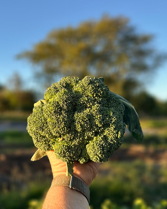 Broccoli