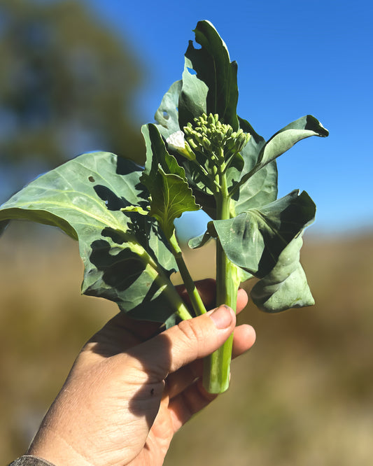 Sweet Broccoli Stems