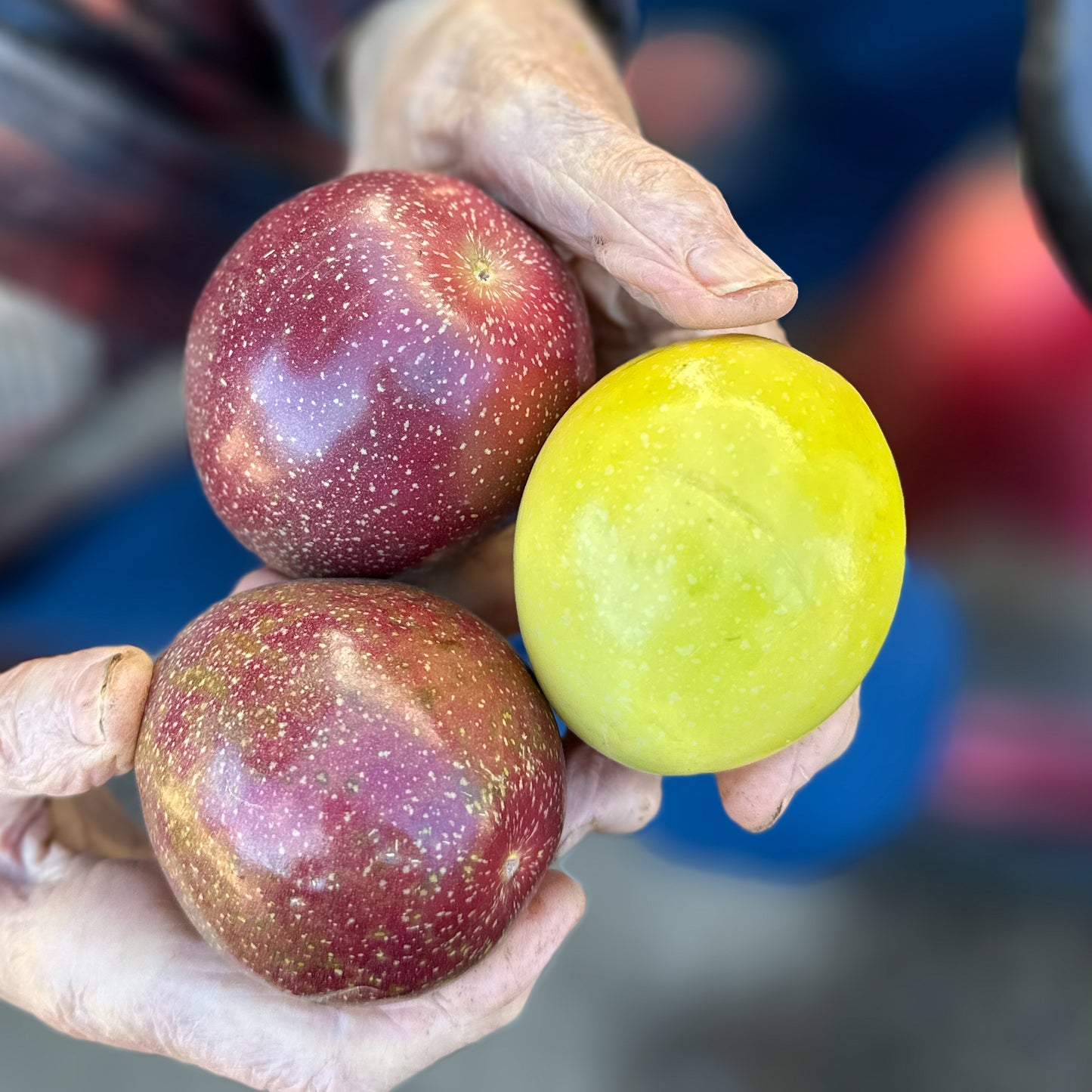 Passionfruit - Red & Yellow