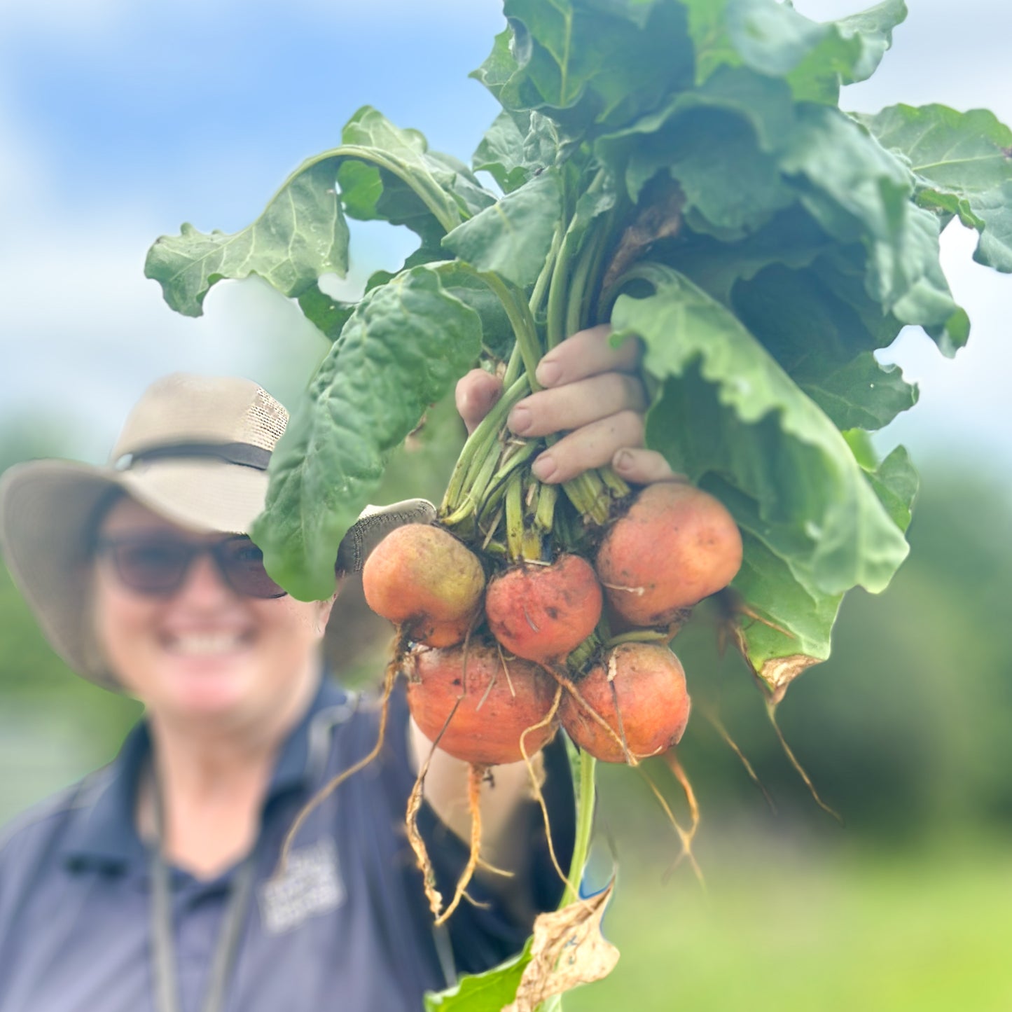 Beetroot - Golden
