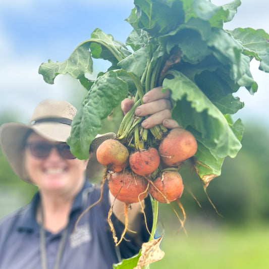 Beetroot - Golden