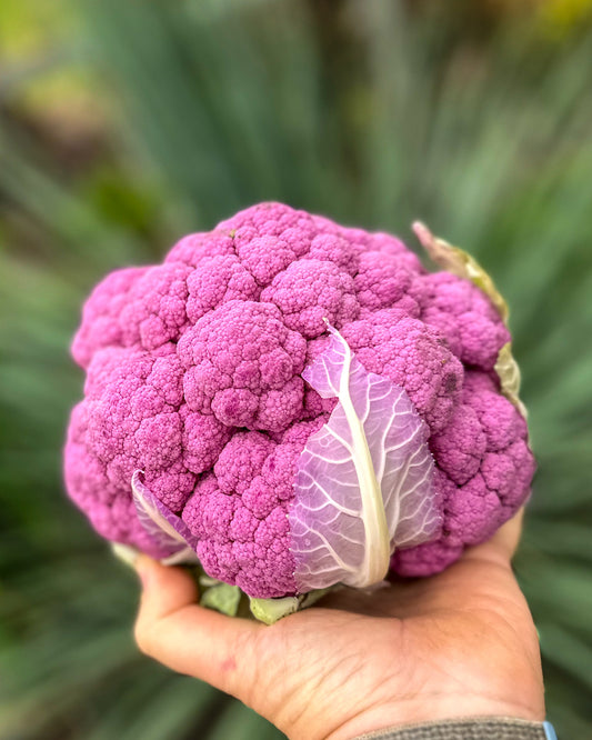 Coloured Cauliflower - Specialty Heads