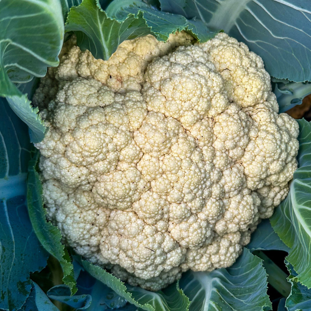 Cauliflower